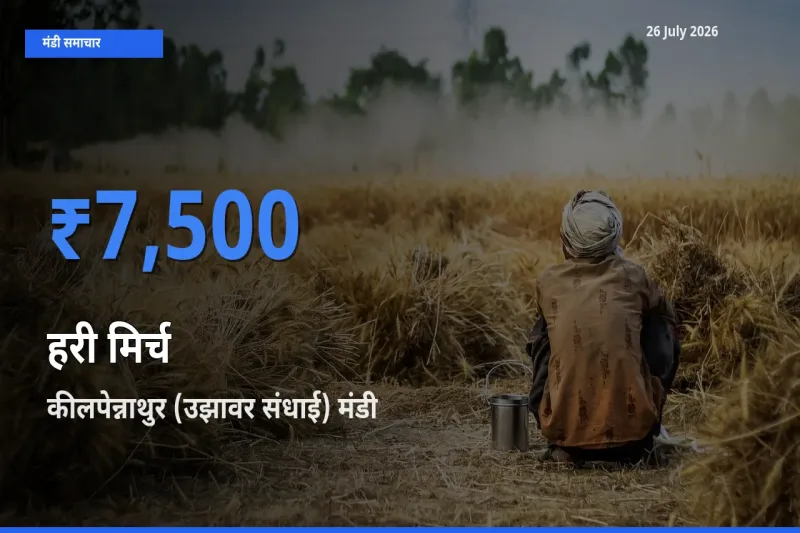 कीलपेन्नाथुर (उझावर संधाई) मंडी में आज हरी मिर्च के सबसे ऊँचे दाम दर्ज