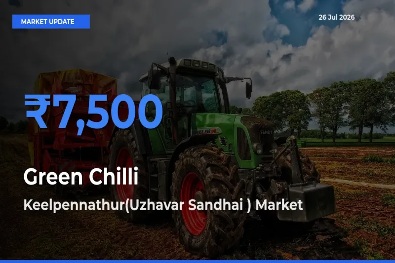 Keelpennathur(Uzhavar Sandhai ) Offers ₹7,500 – Highest Green Chilli Rate Today