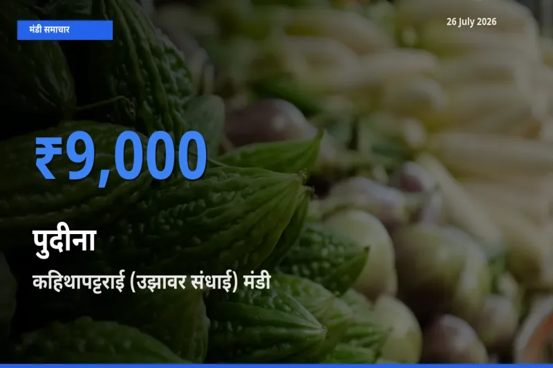 आज का मंडी भाव: पुदीना के सबसे ज़्यादा दाम कहिथापट्टराई (उझावर संधाई) में
