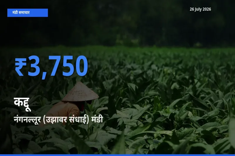 आज कद्दू के सबसे ज़्यादा दाम नंगनल्लूर (उझावर संधाई) मंडी में दर्ज