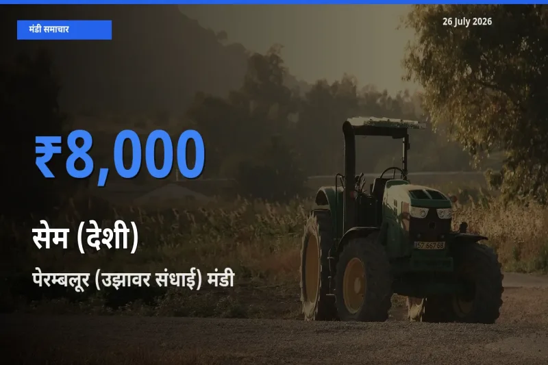 किसानों की पसंद बना पेरम्बलूर (उझावर संधाई), सेम (देशी) के सबसे अच्छे दाम