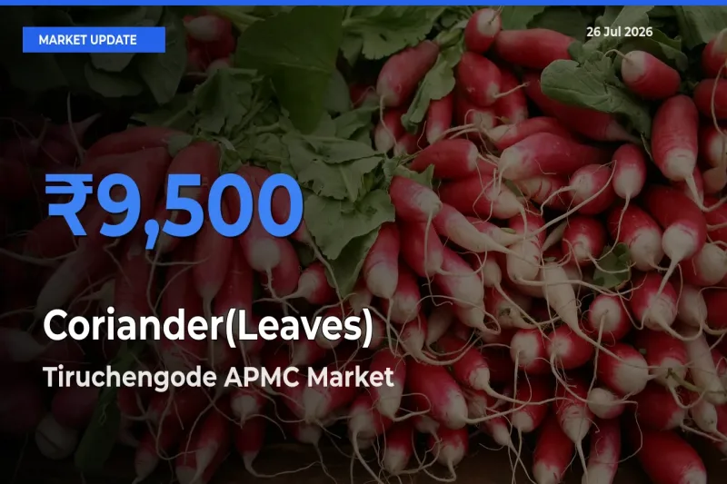 Coriander(Leaves) Mandi Rate Today: Tiruchengode APMC Tops the List