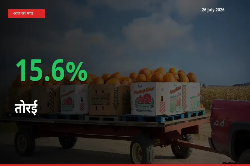 26 July अपडेट: तोरई के दाम मंडी में 15.6% उछले