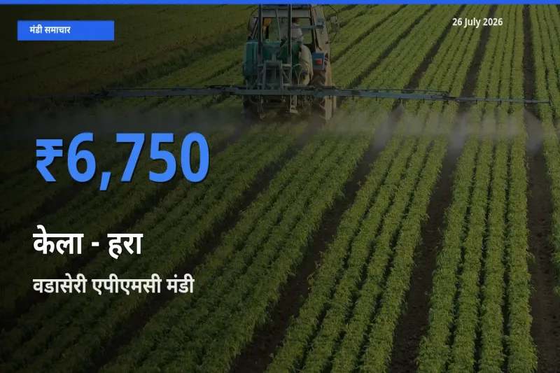 26 July अपडेट: केला - हरा के सबसे ऊँचे दाम वडासेरी एपीएमसी मंडी में