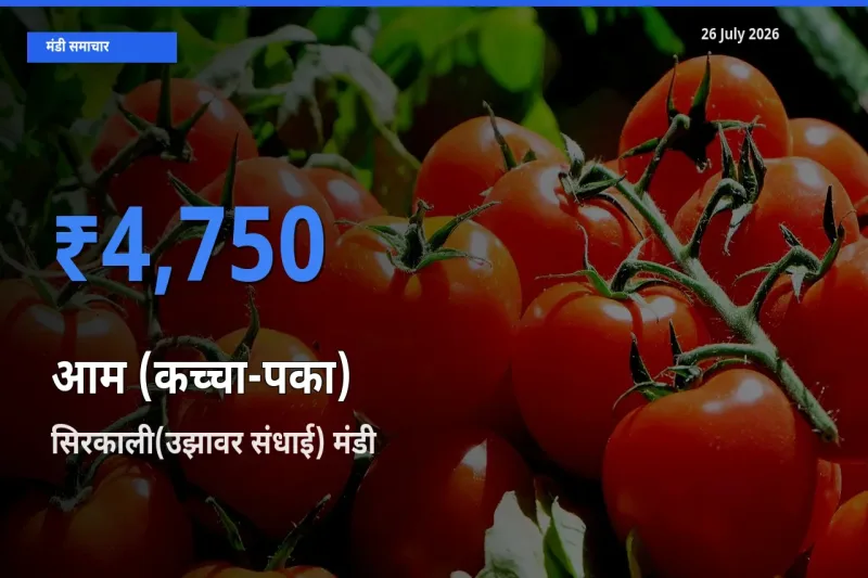 सिरकाली(उझावर संधाई) मंडी में आम (कच्चा-पका) ₹4,750 पर पहुँचा – आज का सर्वोच्च भाव