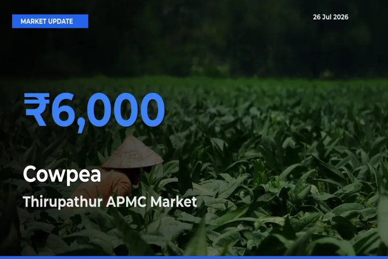 Thirupathur APMC Emerges as Top Mandi for Cowpea Prices Today