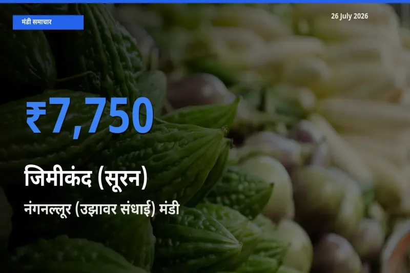 नंगनल्लूर (उझावर संधाई) मंडी में आज जिमीकंद (सूरन) के सबसे ऊँचे दाम दर्ज