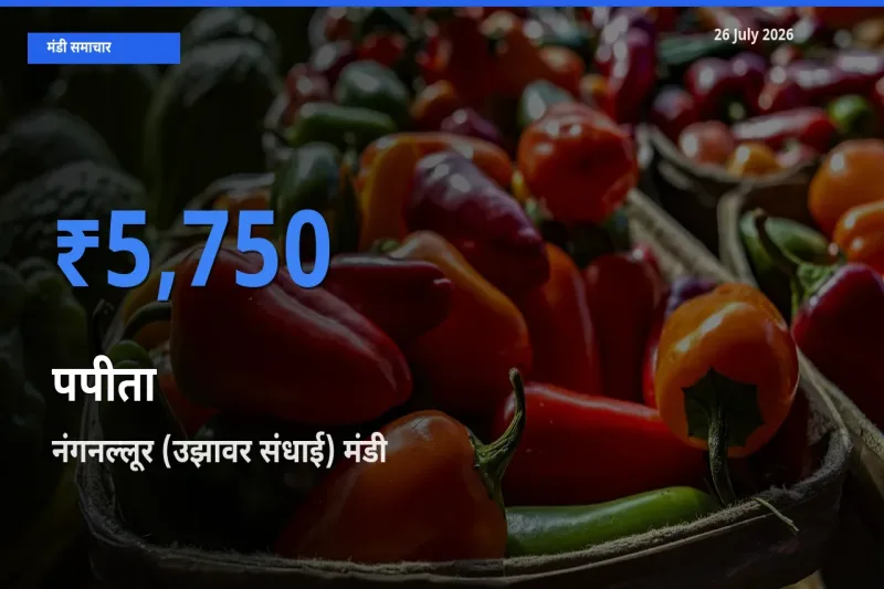 किसानों की पसंद बना नंगनल्लूर (उझावर संधाई), पपीता के सबसे अच्छे दाम