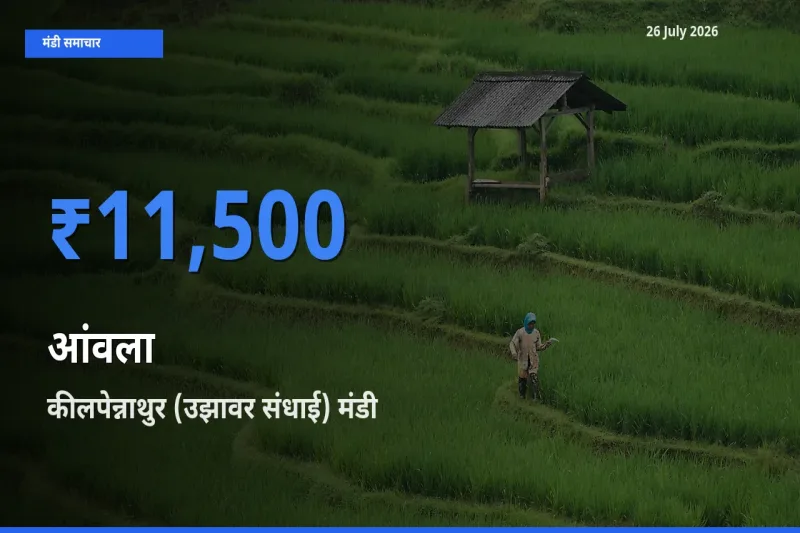 कीलपेन्नाथुर (उझावर संधाई) में आंवला का आज सबसे ऊँचा भाव