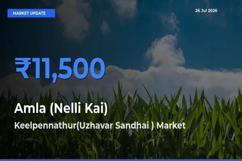 Amla (Nelli Kai) Mandi Rate Today: Keelpennathur(Uzhavar Sandhai ) Tops the List