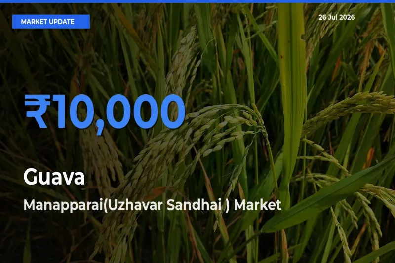 Manapparai(Uzhavar Sandhai ) Tops Guava Rates – July 26 Market Update