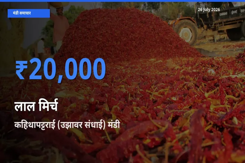बाज़ार संकेत: कहिथापट्टराई (उझावर संधाई) बना लाल मिर्च के लिए आज की टॉप मंडी