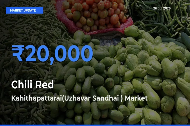 Market Watch: Kahithapattarai(Uzhavar Sandhai ) Becomes Top Mandi for Chili Red