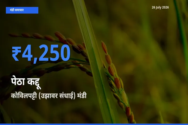 कोविलपट्टी (उझावर संधाई) में पेठा कद्दू का आज सबसे ऊँचा भाव