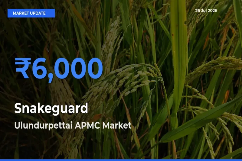 Ulundurpettai APMC Tops Snakeguard Mandi Rates Today