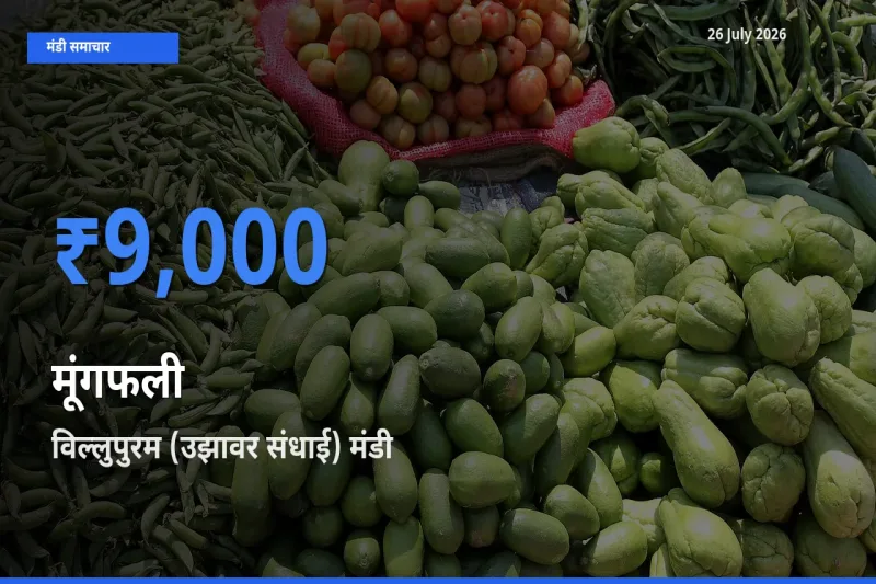 आज मूंगफली के सबसे ऊँचे दाम ₹9,000 विल्लुपुरम (उझावर संधाई) मंडी में