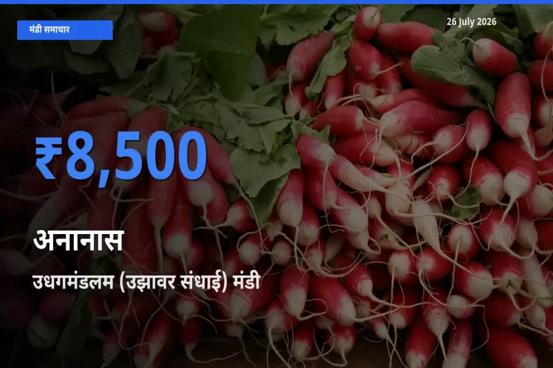 बाज़ार संकेत: उधगमंडलम (उझावर संधाई) बना अनानास के लिए आज की टॉप मंडी