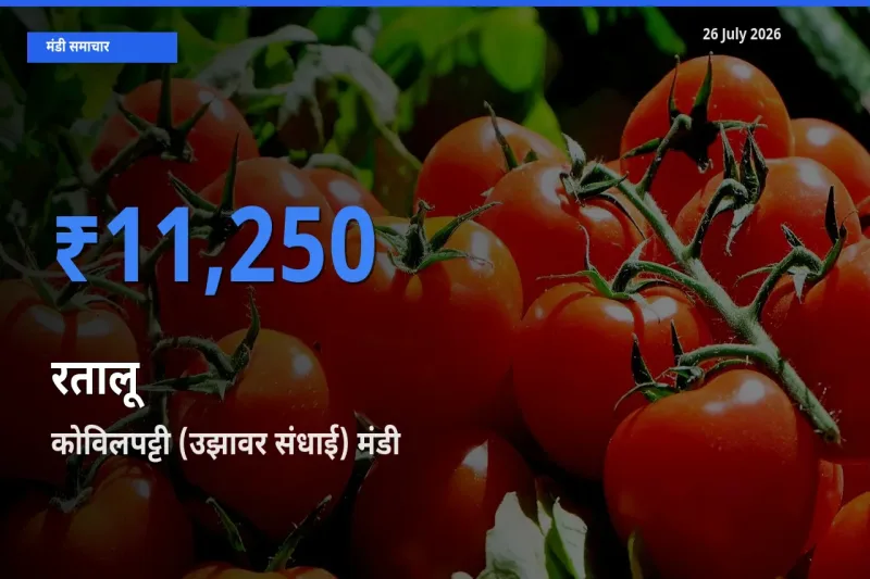 बाज़ार संकेत: कोविलपट्टी (उझावर संधाई) बना रतालू के लिए आज की टॉप मंडी