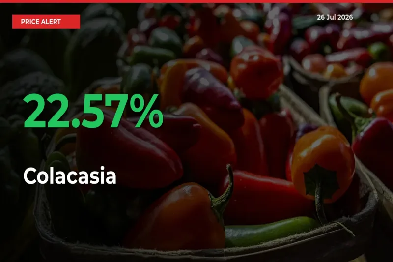 Sharp Jump! Colacasia Prices Climb 22.57% in 24 Hours at Key Mandis