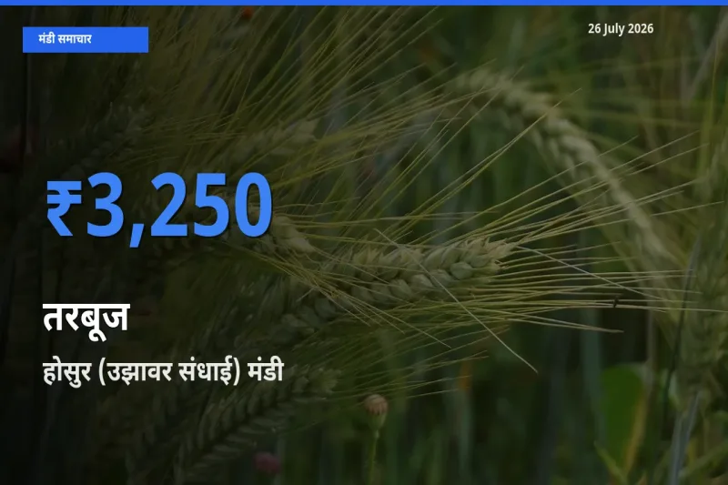 टॉप मंडी बना होसुर (उझावर संधाई)! तरबूज के सबसे ऊँचे दाम यहीं दर्ज