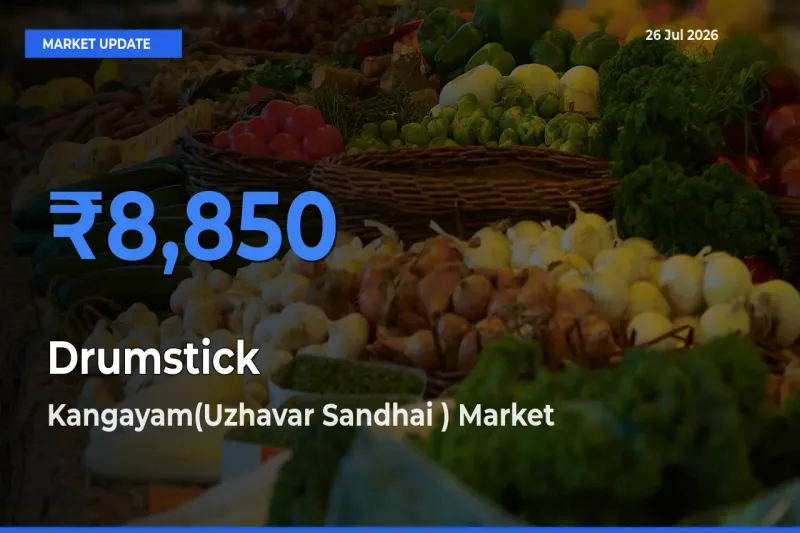 Market Watch: Kangayam(Uzhavar Sandhai ) Becomes Top Mandi for Drumstick