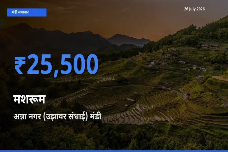 आज का मंडी भाव: मशरूम के सबसे ज़्यादा दाम अन्ना नगर (उझावर संधाई) में