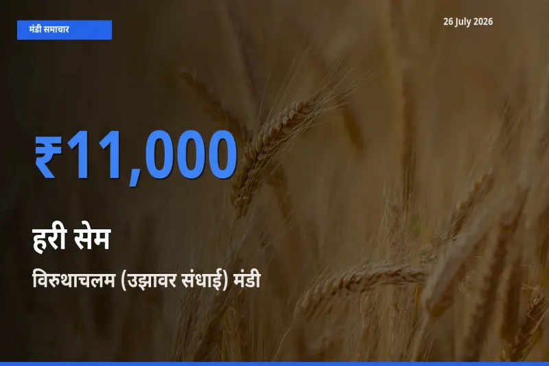 आज का मंडी भाव: हरी सेम के सबसे ज़्यादा दाम विरुथाचलम (उझावर संधाई) में
