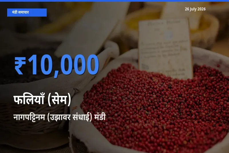 टॉप मंडी बना नागपट्टिनम (उझावर संधाई)! फलियाँ (सेम) के सबसे ऊँचे दाम यहीं दर्ज