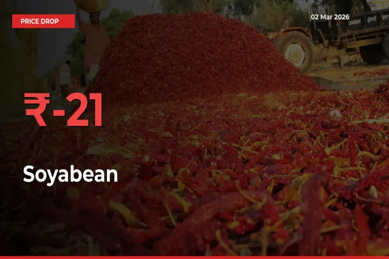 Farmers Alert as Soyabean Prices Slide 21.21% in Local Mandis