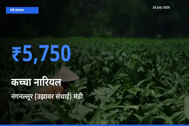 नंगनल्लूर (उझावर संधाई) मंडी में आज कच्चा नारियल के सबसे ऊँचे दाम दर्ज
