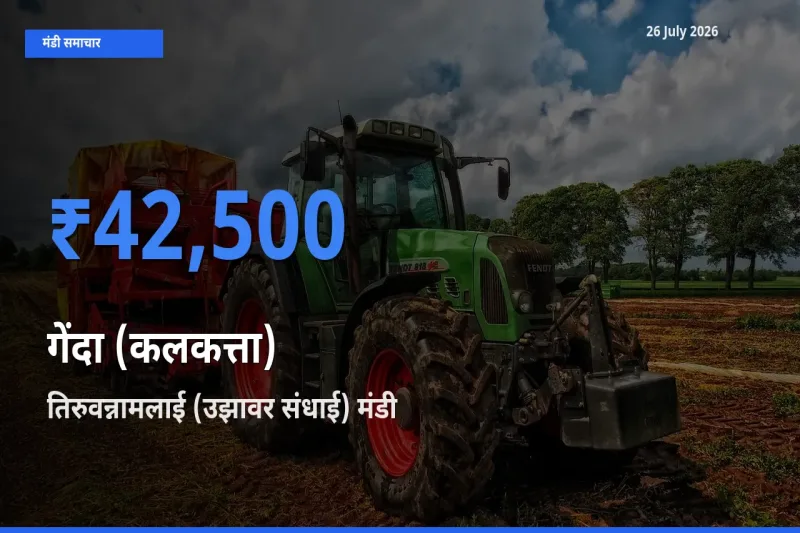 आज गेंदा (कलकत्ता) के सबसे ज़्यादा दाम तिरुवन्नामलाई (उझावर संधाई) मंडी में दर्ज