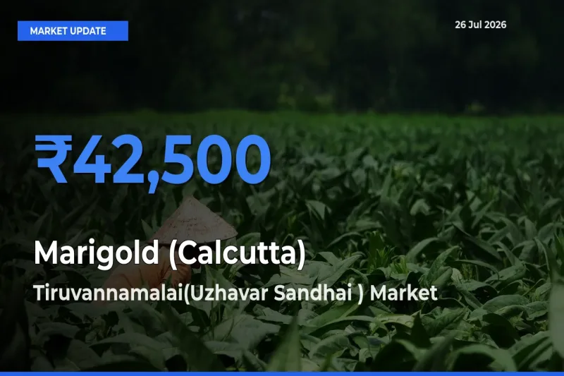 Tiruvannamalai(Uzhavar Sandhai ) Tops Marigold (Calcutta) Rates – July 26 Market Update