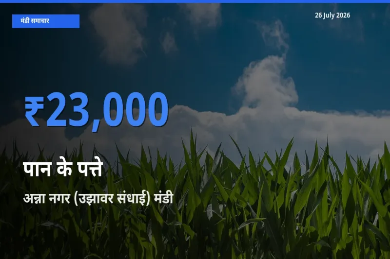 आज पान के पत्ते के सबसे ऊँचे दाम ₹23,000 अन्ना नगर (उझावर संधाई) मंडी में
