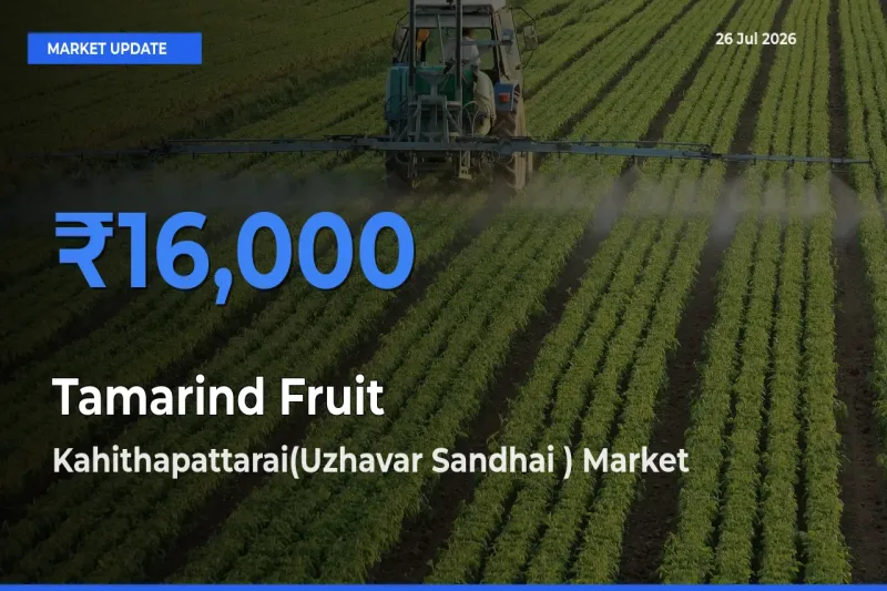Kahithapattarai(Uzhavar Sandhai ) Records Highest ₹16,000 Rate for Tamarind Fruit