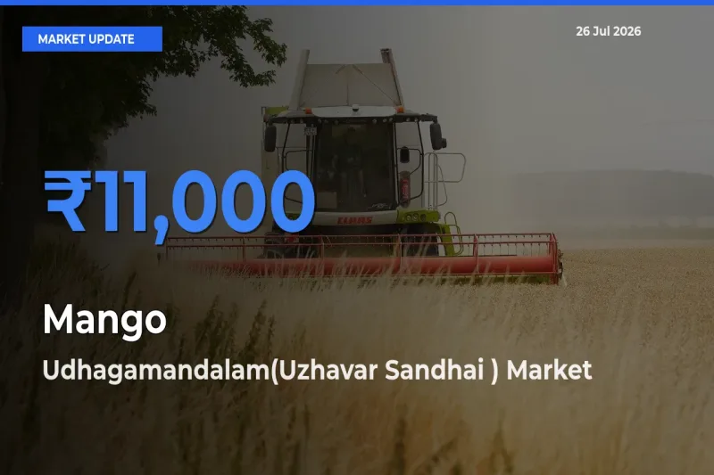 Market Watch: Udhagamandalam(Uzhavar Sandhai ) Becomes Top Mandi for Mango