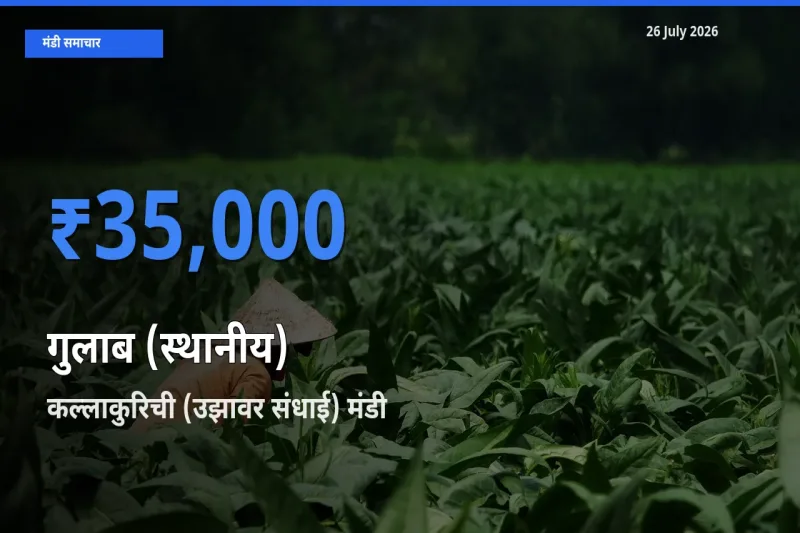 बाज़ार संकेत: कल्लाकुरिची (उझावर संधाई) बना गुलाब (स्थानीय) के लिए आज की टॉप मंडी