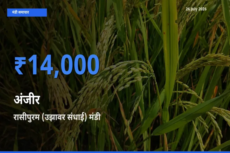 रासीपुरम (उझावर संधाई) मंडी में आज अंजीर के सबसे ऊँचे दाम दर्ज