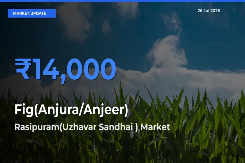 Rasipuram(Uzhavar Sandhai ) Leads as Top Mandi for Fig(Anjura/Anjeer) Prices
