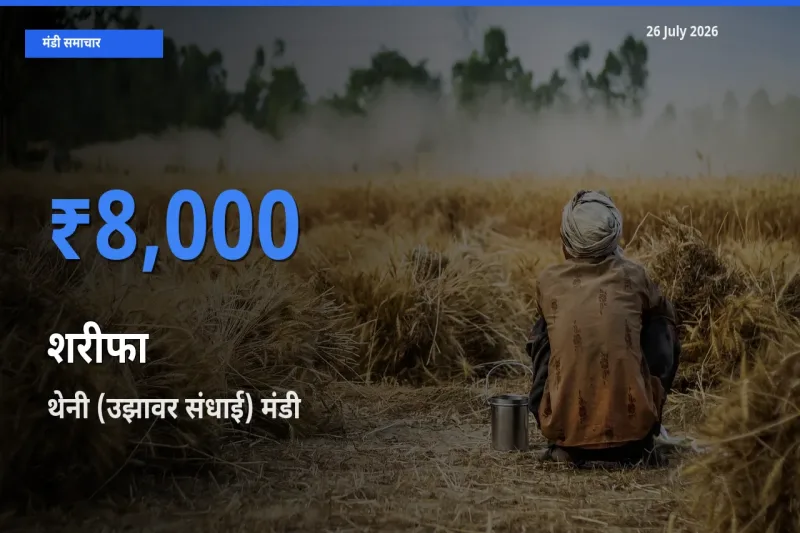 आज का मंडी भाव: शरीफा के सबसे ज़्यादा दाम थेनी (उझावर संधाई) में