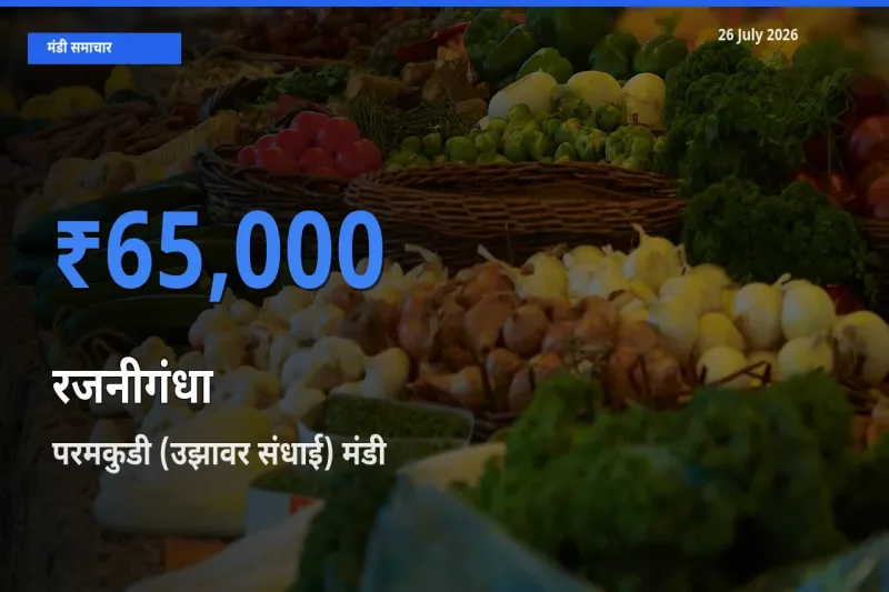 आज रजनीगंधा के सबसे ऊँचे दाम ₹65,000 परमकुडी (उझावर संधाई) मंडी में