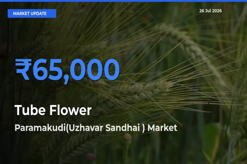 Paramakudi(Uzhavar Sandhai ) Leads as Top Mandi for Tube Flower Prices