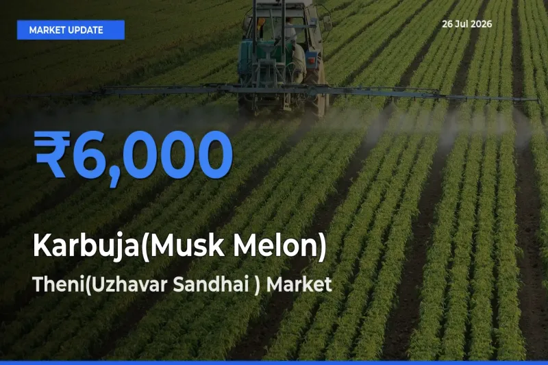 Farmers Prefer Theni(Uzhavar Sandhai ) as Karbuja(Musk Melon) Hits Highest Rate