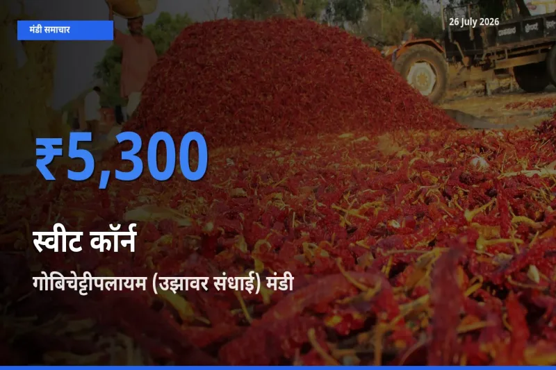26 July अपडेट: स्वीट कॉर्न के सबसे ऊँचे दाम गोबिचेट्टीपलायम (उझावर संधाई) मंडी में