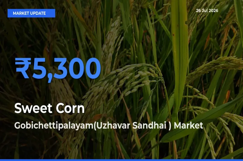 Gobichettipalayam(Uzhavar Sandhai ) Tops Sweet Corn Mandi Rates Today