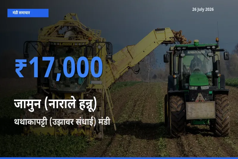 किसानों की पसंद बना थथाकापट्टी (उझावर संधाई), जामुन (नाराले हन्नू) के सबसे अच्छे दाम