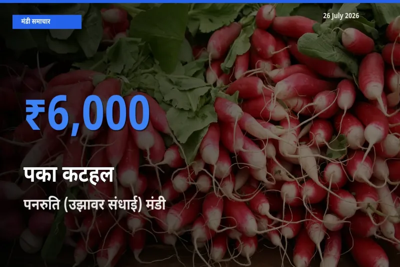 टॉप मंडी बना पनरुति (उझावर संधाई)! पका कटहल के सबसे ऊँचे दाम यहीं दर्ज