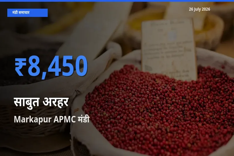 Markapur APMC मंडी में आज साबुत अरहर के सबसे ऊँचे दाम दर्ज