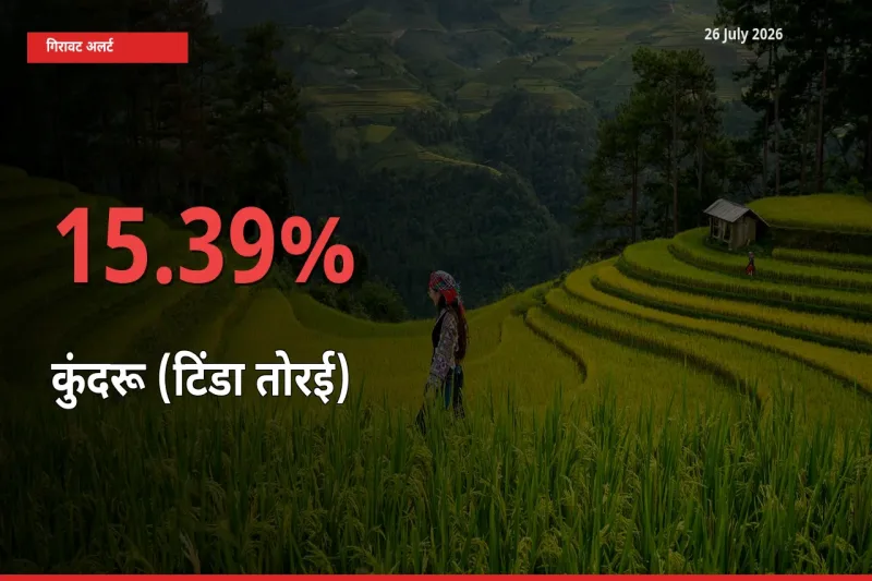 किसानों की चिंता बढ़ी! स्थानीय मंडी में कुंदरू (टिंडा तोरई) 15.39% गिरा