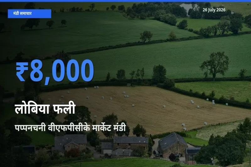 पप्पनचनी वीएफपीसीके मार्केट में लोबिया फली का आज सबसे ऊँचा भाव
