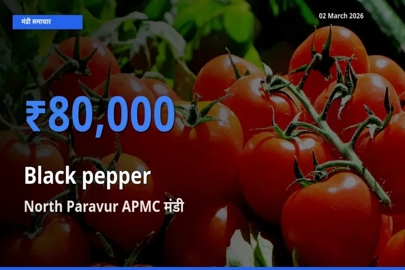आज काली मिर्च के सबसे ज़्यादा दाम North Paravur APMC मंडी में दर्ज